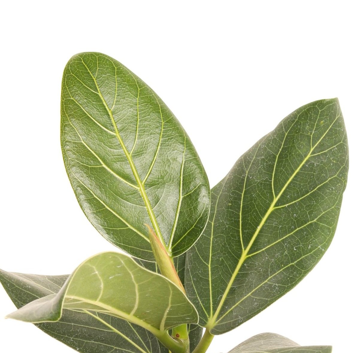 Our Plants — Kawahara Nurseries